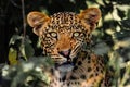 Closeup portrait of a South African cheetah looking straight forward against green plants Royalty Free Stock Photo