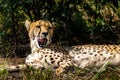 Closeup portrait of a South African cheetah lying in green grass, with open mouth Royalty Free Stock Photo