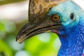 Closeup portrait of southern cassowary Royalty Free Stock Photo