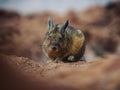 Closeup portrait of a Southern Viscacha Lagidium Viscacia Vizcacha rodent animal wildlife at Laguna Negra Uyuni Bolivia