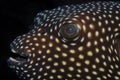 Closeup portrait of a Spiny Balloonfish, Arthron hispidus Royalty Free Stock Photo