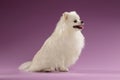 Closeup Portrait of Spitz Dog in Profile view on Colored Background Royalty Free Stock Photo