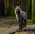 Closeup portrait of a spotted hyena, Wild mammal from the desert of africa Royalty Free Stock Photo