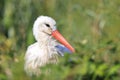 Portrait of a Stork bird, Ciconia ciconia Royalty Free Stock Photo