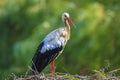 Portrait of a Stork bird, Ciconia ciconia Royalty Free Stock Photo