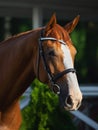 Stunning chestnut budyonny dressage gelding horse posing in black leather bridle with handmade browband