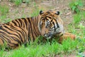 Closeup portrait of Sumatra Tiger Royalty Free Stock Photo