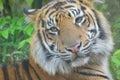 Closeup portrait of Sumatra Tiger Royalty Free Stock Photo