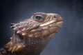 closeup portrait of a sungazer lizard before a blue background Royalty Free Stock Photo