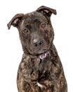 Closeup portrait sweet attentive pit bull isolated Royalty Free Stock Photo