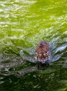 Closeup portrait of a swimming tiger top view Royalty Free Stock Photo