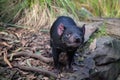 Closeup portrait of the Tasmanian devil Sarcophilus harrisii looking at the camera. Royalty Free Stock Photo