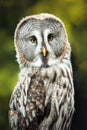 Closeup portrait of a tawny owl Strix aluco