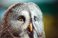 Closeup portrait of a tawny owl Strix aluco Royalty Free Stock Photo