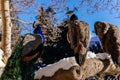 Closeup portrait of three peacocks with feathers sitting on tree branch at Vojanovy sady, snow in park Vojan Gardens, birds