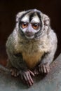 Closeup portrait of the three-striped night monkey Royalty Free Stock Photo