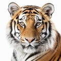 Closeup portrait of a tiger.