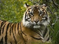 Closeup portrait of a tigers face in ZOO park Royalty Free Stock Photo