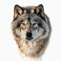 Closeup portrait of a timber wolf on a white background Royalty Free Stock Photo