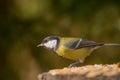 Closeup portrait of a titmouse