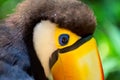 Closeup portrait of Toucan Ramphastos toco head Foz do Iguacu, Brazil