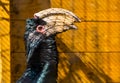 Closeup portrait of a trumpeter hornbill bird, tropical animal specie from Africa