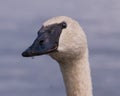 Closeup portrait of trumpeter swan head with detail of beautiful plumage, eye, and beak - in Autumn before Fall migrations - taken Royalty Free Stock Photo