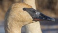 Closeup portrait of trumpeter swan head with detail of beautiful plumage, eye, and beak - in early Spring during migration - taken Royalty Free Stock Photo