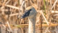 Closeup portrait of trumpeter swan head with detail of beautiful plumage, eye, and beak - taken in the Crex Meadows Wildlife Area Royalty Free Stock Photo