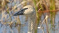 Closeup portrait of trumpeter swan head with detail of beautiful plumage, eye, and beak - taken in the Crex Meadows Wildlife Area Royalty Free Stock Photo
