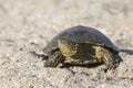 Closeup portrait of a turtle. Reptile crawling on the sand. Desert animals. Blurred background. Front view Royalty Free Stock Photo