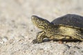 Closeup portrait of a turtle. Reptile crawling on the sand. Desert animals. Front view Royalty Free Stock Photo