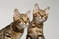 Closeup Portrait of Two Bengal Kitten on White Background Royalty Free Stock Photo