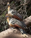 Closeup portrait of two bizarre looking colorful Hoatzins Opisthocomus hoazin sitting on branch in the Pampas del Yacuma, Bolivi