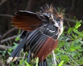 Closeup portrait of two bizarre looking colorful Hoatzins Opisthocomus hoazin sitting on branch in the Pampas del Yacuma, Bolivi