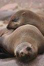 Closeup portrait of two Cape Fur Seals Arctocephalus pusillus at Cape Cross seal colony along the Skeleton Coast of Namibia Royalty Free Stock Photo