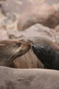 Closeup portrait of two Cape Fur Seals Arctocephalus pusillus kissing at Cape Cross seal colony along the Skeleton Coast of Nami Royalty Free Stock Photo