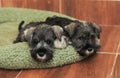 Closeup portrait of two cute schnauzer puppies friends lying, relaxing in dog bed. Pets resting, sleeping together. Royalty Free Stock Photo