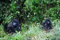 Closeup portrait of two endangered adult Silverback Mountain Gorilla Gorilla beringei beringei playing in bamboo Volcanoes