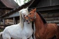 Closeup portrait of two horses playing together outside at the farm Royalty Free Stock Photo