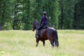 Closeup portrait of two horses playing together outside at the farm Royalty Free Stock Photo