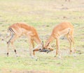 A closeup portrait of two male Impalas fighting