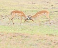 A closeup portrait of two male Impalas fighting