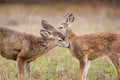 Closeup portrait of two mule deer fawns, Odocoileus hemionus, grooming Royalty Free Stock Photo