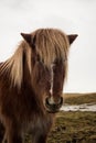 Closeup portrait of typical wild Icelandic horse pony breed farm animal in Geysir Golden Circle Iceland Royalty Free Stock Photo