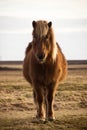 Closeup portrait of typical wild Icelandic horse pony breed farm animal at Kvernufoos Skogafoss waterfall South Iceland Royalty Free Stock Photo