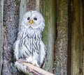 Closeup portrait of a ural owl, a aggressive bird from europe that will attack humans in its territory