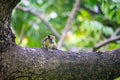 Closeup portrait of variable squirrel Callosciurus finlaysonii, sitting on a tree branch in a Thailand park