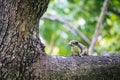 Closeup portrait of variable squirrel Callosciurus finlaysonii, sitting on a tree branch in a Thailand park