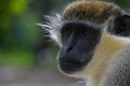 Closeup portrait of a vervet monkey looking away on blurred background Royalty Free Stock Photo